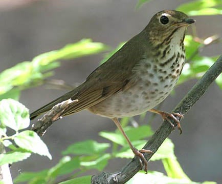 Gray-cheeked Thrush | Outdoor Alabama
